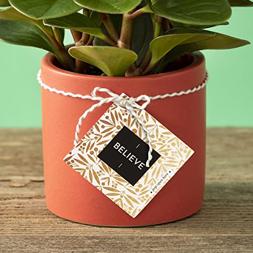 Compendium ThoughtFulls Pop-Open Cards — 4-Pack of Shine, Hope, Believe, Dream — 120 Pop-Open Cards, Each with a Different Message Inside - color: Shine, Hope, Believe, Dream