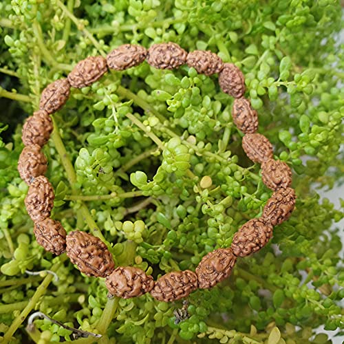 Rudraksha Bracelet for Men & Women's 2 Face, 3 Mukhi, 4 Mukhi, 5 Face, 6 Mukhi, 7 Mukhi, 8 Mukhi, 9 Mukhi, 10 Mukhi, 11 Mukhi Himalayan Rudraksha Beads Wrist Band for Yoga, Meditation, Healing - style: 2 Mukhi ( Two Faced)