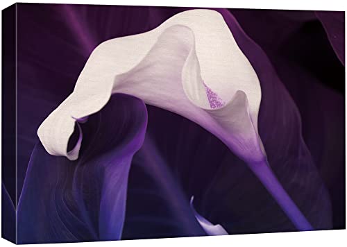 wall26 Canvas Print Wall Art High Contrast Purple & White Calla Lily Botanical Wilderness Photography Realism Modern Closeup Multicolor Ultra for Living Room, Bedroom, Office - 12"x18" - color: Bse27-2107-29-na05, size: 18"L x 12"W