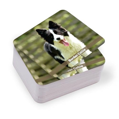 Menique – Dogs Memory Matching Game – Bilingual – 80 Cards (40 Pairs) with Real Photographs – Educational Game for Kids and Adults - style: Dogs