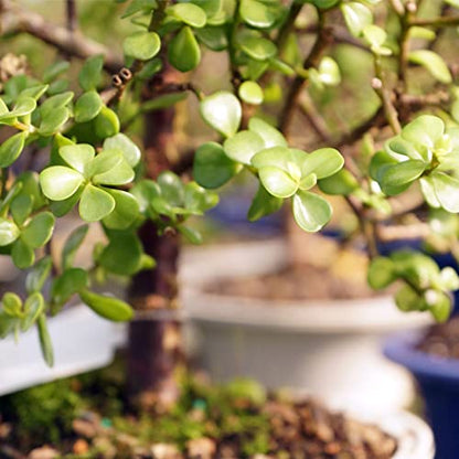 Brussel's Live Dwarf Jade Indoor Bonsai Tree - 5 Years Old; 8" to 12" Tall with Decorative Container, Green, Humidity Tray & Deco Rock