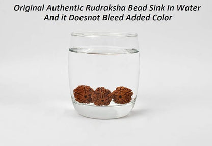 Rudraksh Mala, Natural Himalayan Genuine Original Rudraksha Rosary - style: 3 FaceRudraksh mala 34 Beads 15-20mm
