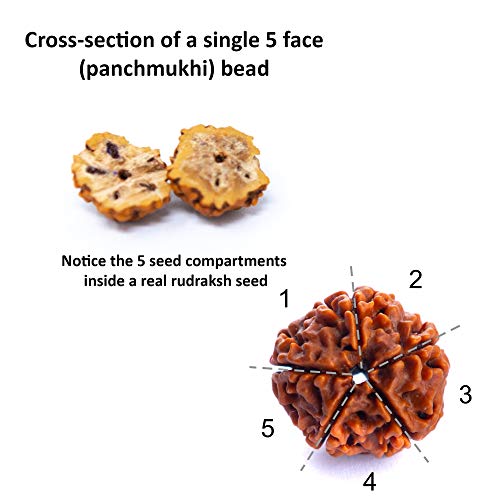 Wonder Care Authentic Rudraksha Mala | 5face Genuine Himalayan Rudraksha bracelet | Rudraksha Bead| Beaded Bracelets for Men | Pendant Necklace with Bead Bracelets - color: 8mm mala +2 bracelet