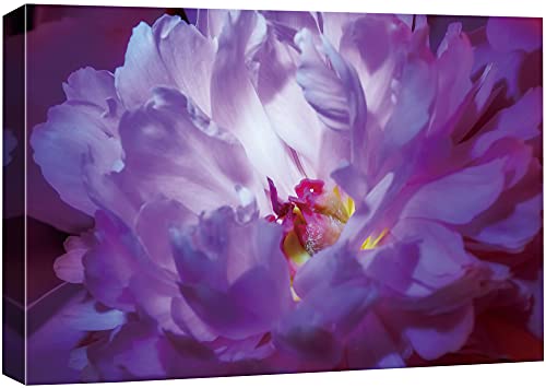 wall26 Canvas Print Wall Art High Contrast Purple Peony Botanical Wilderness Photography Realism Modern Closeup Multicolor Ultra for Living Room, Bedroom, Office - 12"x18" - color: Bse27-2107-29-na10, size: 18"L x 12"W