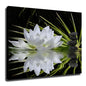 Zen Art White Lotus and Zen Stones in Water Poster Wall Art for Living Room Bedroom Wall Art Printin Wall Decor Gifts (8x12inch-No Framed)