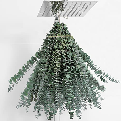 20 Pcs Dried Eucalyptus Stems 17" Real Eucalyptus for Shower Hanging 100% Made from Fresh Leaves, Wedding, Home, Farmhouse, DIY Spring Decor - size: 20 Pcs Eucalyptus