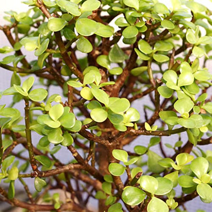 Brussel's Live Dwarf Jade Indoor Bonsai Tree - 5 Years Old; 8" to 12" Tall with Decorative Container, Green, Humidity Tray & Deco Rock