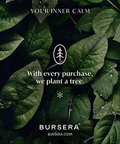 Bursera Palo Santo Sticks, Tree Planted with Every Order, 100% Natural, Ethical & Sustainable, 5-Pack Authentic Real Palo Santo Wood Incense Sticks from Peru for Aromatherapy, Smudging