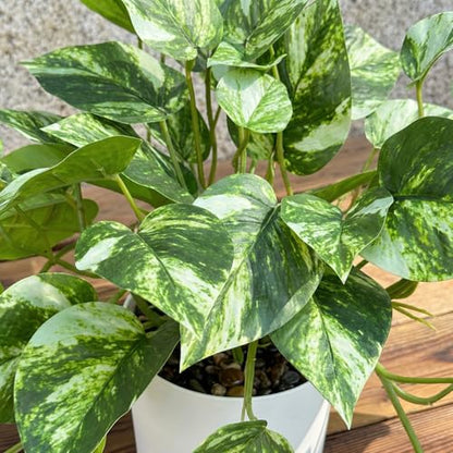 Artificial Plants Faux Pothos with Plastic White Pot Artificial Potted Plant for Home Office Bedroom Indoor Outdoor Decor 1 Pack(Light Green)