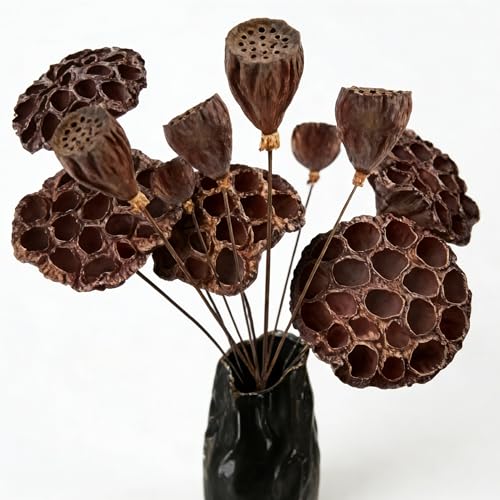 Dried Lotus Pods with Stems - Natural Set of 11, 5 Large & 6 Small, 20 Inch Long for Vase, Zen Home Decor, Wabi Sabi, Boho Wedding, Meditation & Table Centerpiece - color: Mix 11pcs