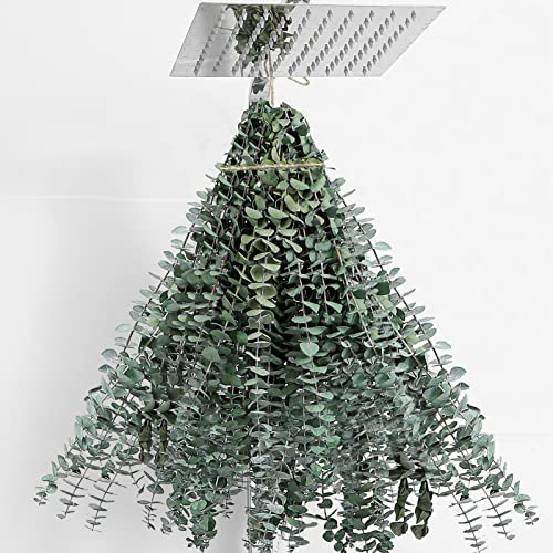 30 Pcs Dried Eucalyptus Stems 17" Real Eucalyptus for Shower Hanging 100% Made from Fresh Leaves, Wedding, Home, Farmhouse, DIY Spring Decor - size: 30 Pcs