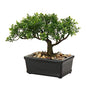 Artificial Bonsai Tree Juniper Faux Plants Indoor Small Fake Plants Decor with Ceramic Pots for Home Table Office Desk Bathroom Shelf Bedroom Living Room Farmhouse Decorations - style: 6" Ficus