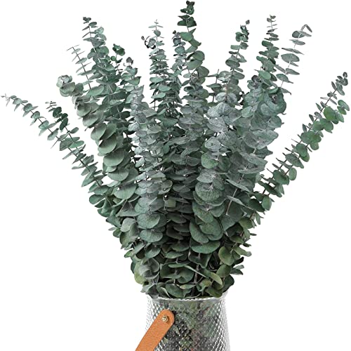 30 Pcs Dried Eucalyptus Stems 17" Real Eucalyptus for Shower Hanging 100% Made from Fresh Leaves, Wedding, Home, Farmhouse, DIY Spring Decor - size: 30 Pcs