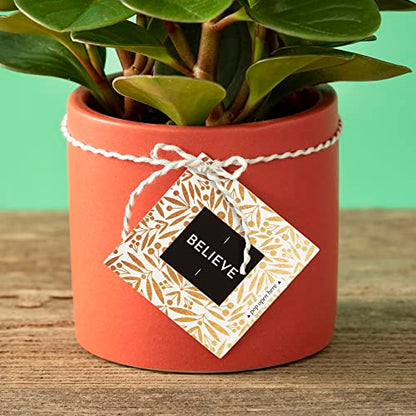 Compendium ThoughtFulls Pop-Open Cards — 4-Pack of Shine, Hope, Believe, Dream — 120 Pop-Open Cards, Each with a Different Message Inside - color: Shine, Hope, Believe, Dream
