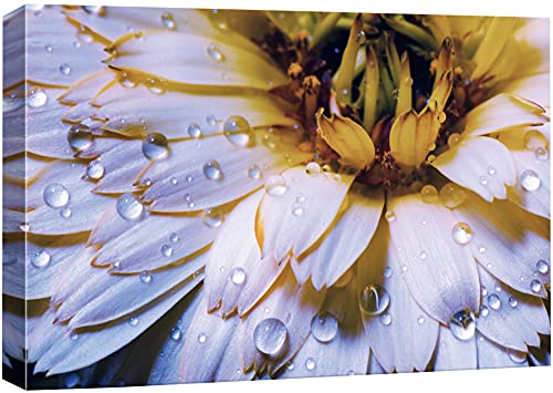 wall26 Canvas Print Wall Art High Contrast Water Droplets on Yellow Petals Botanical Wilderness Photography Realism Modern Closeup Multicolor Ultra for Living Room, Bedroom, Office - 12"x18" - color: Bse27-2107-29-na14, size: 18"L x 12"W