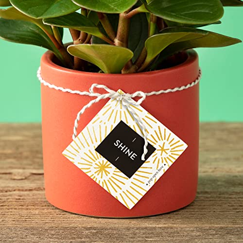 Compendium ThoughtFulls Pop-Open Cards — 2-Pack of Shine, Be Happy — 60 Pop-Open Cards, Each with a Different Message Inside - color: Shine, Be Happy