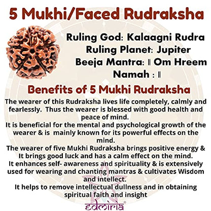 Rudraksha Bracelet for Men & Women's 2 Face, 3 Mukhi, 4 Mukhi, 5 Face, 6 Mukhi, 7 Mukhi, 8 Mukhi, 9 Mukhi, 10 Mukhi, 11 Mukhi Himalayan Rudraksha Beads Wrist Band for Yoga, Meditation, Healing - style: 5 Mukhi - Five Faced