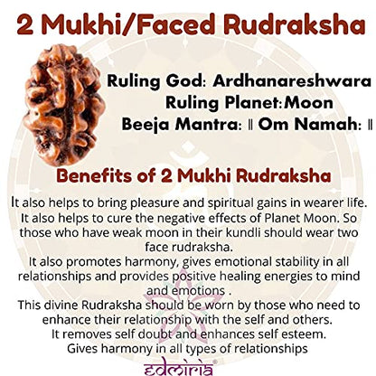 Rudraksha Bracelet for Men & Women's 2 Face, 3 Mukhi, 4 Mukhi, 5 Face, 6 Mukhi, 7 Mukhi, 8 Mukhi, 9 Mukhi, 10 Mukhi, 11 Mukhi Himalayan Rudraksha Beads Wrist Band for Yoga, Meditation, Healing - style: 2 Mukhi ( Two Faced)